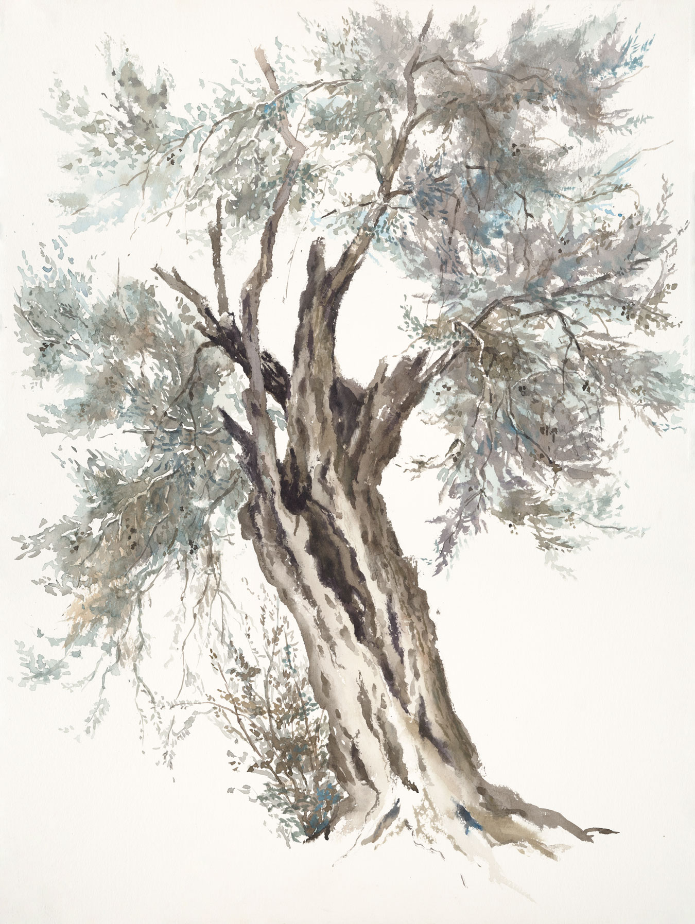 Marek Yanai - Portrait of an Olive Tree #1