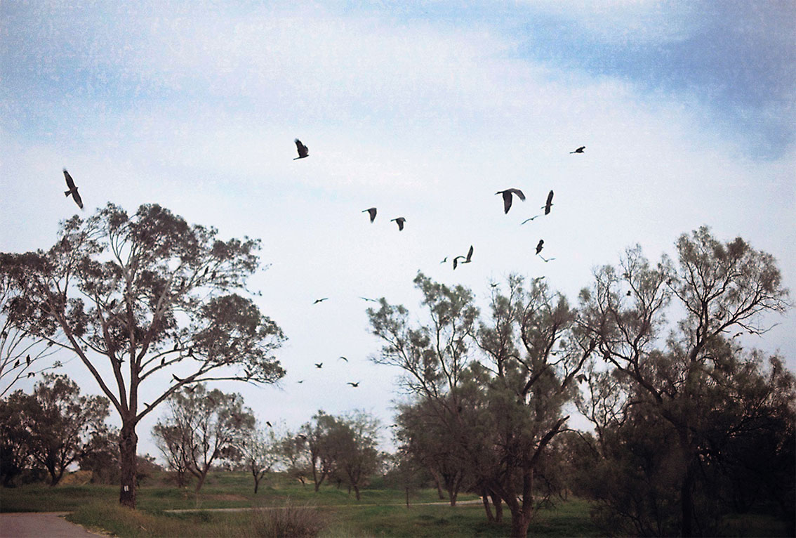 Нога Гринберг - Без названия