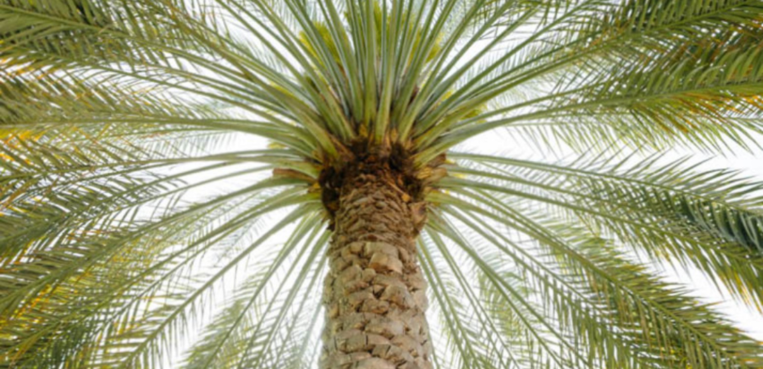 A Date to Remember: Celebrating Tu B’Shvat

