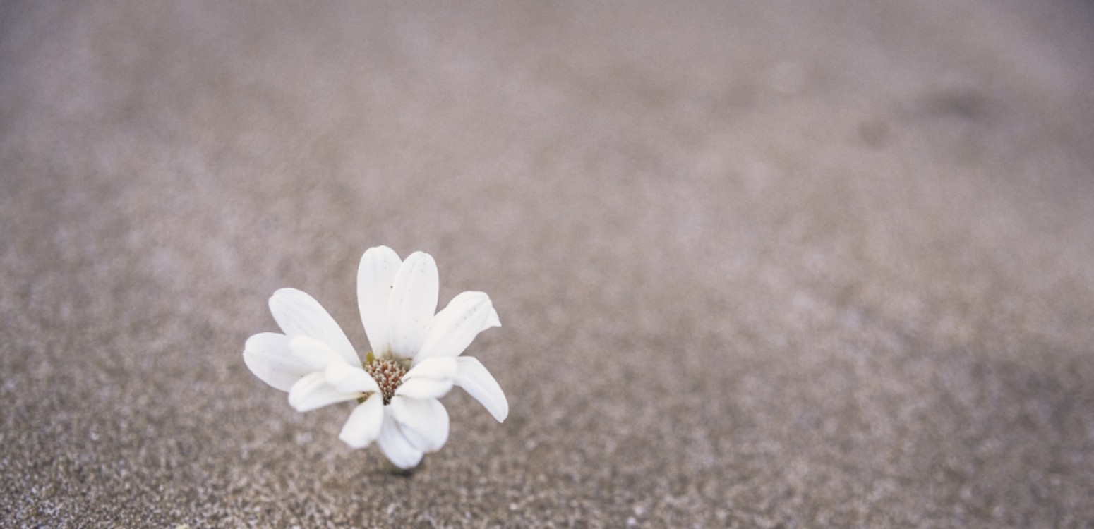 עת לפרוח: שורשיה של פריחה מאוחרת