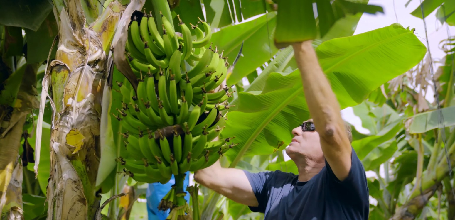 Банановая плантация на берегу Кинерета