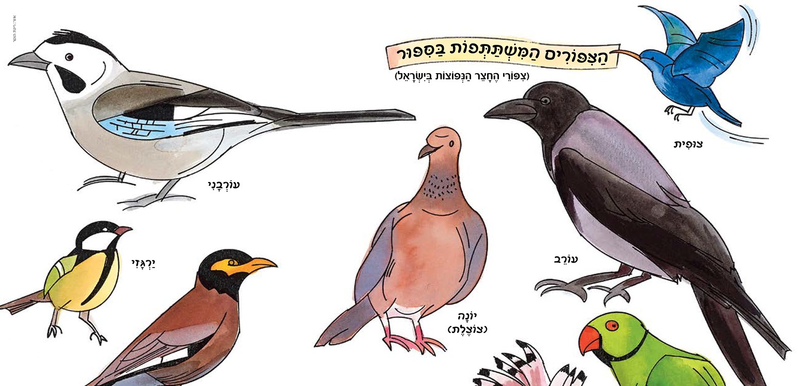 צִיפִּי וְצוּף