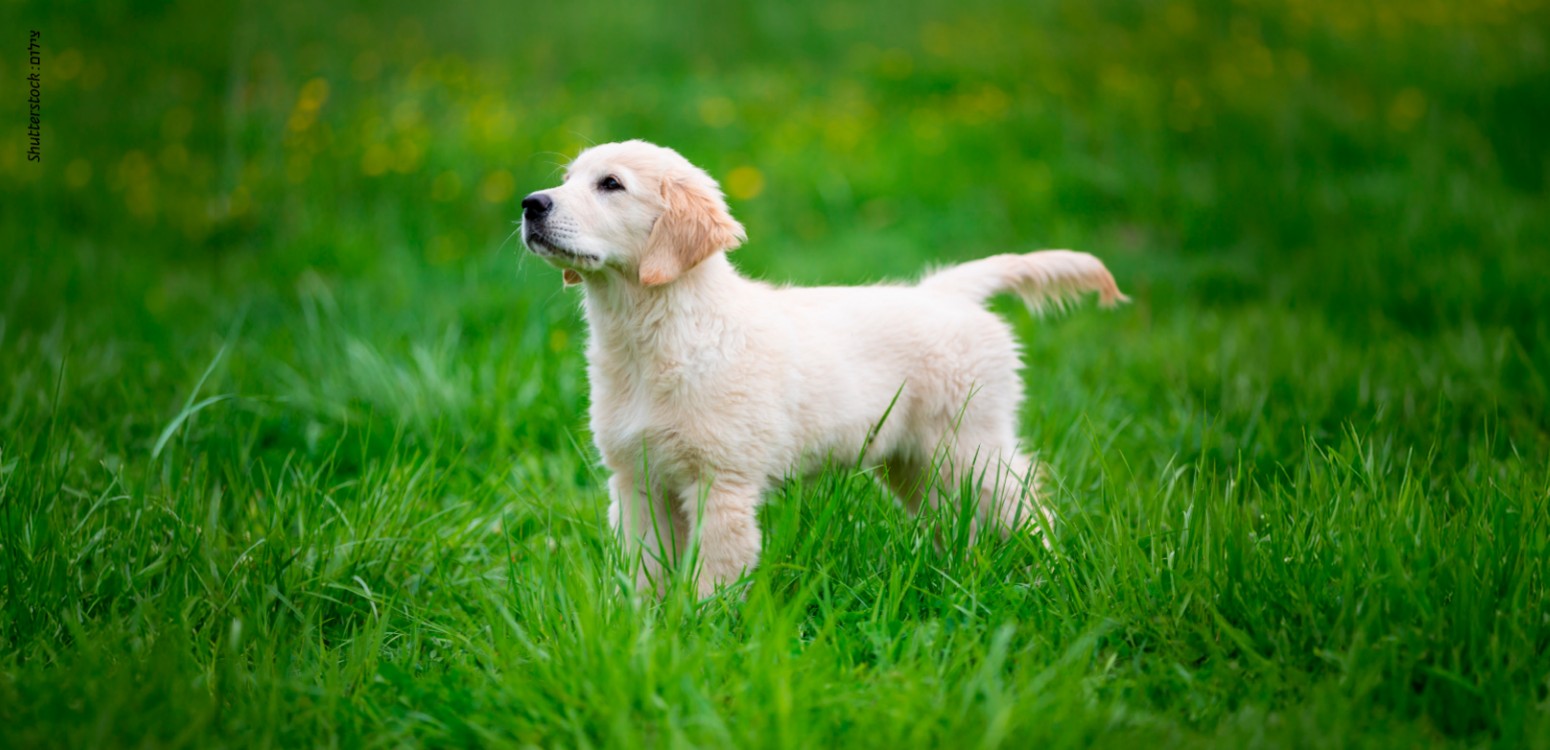 להציל את חיות הבר - מפגש מיוחד עם יוצר ובמאי הסדרה - ארז ברנהולץ
